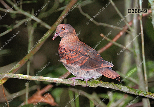 Ruddy Quail-Dove (Geotrygon montana)